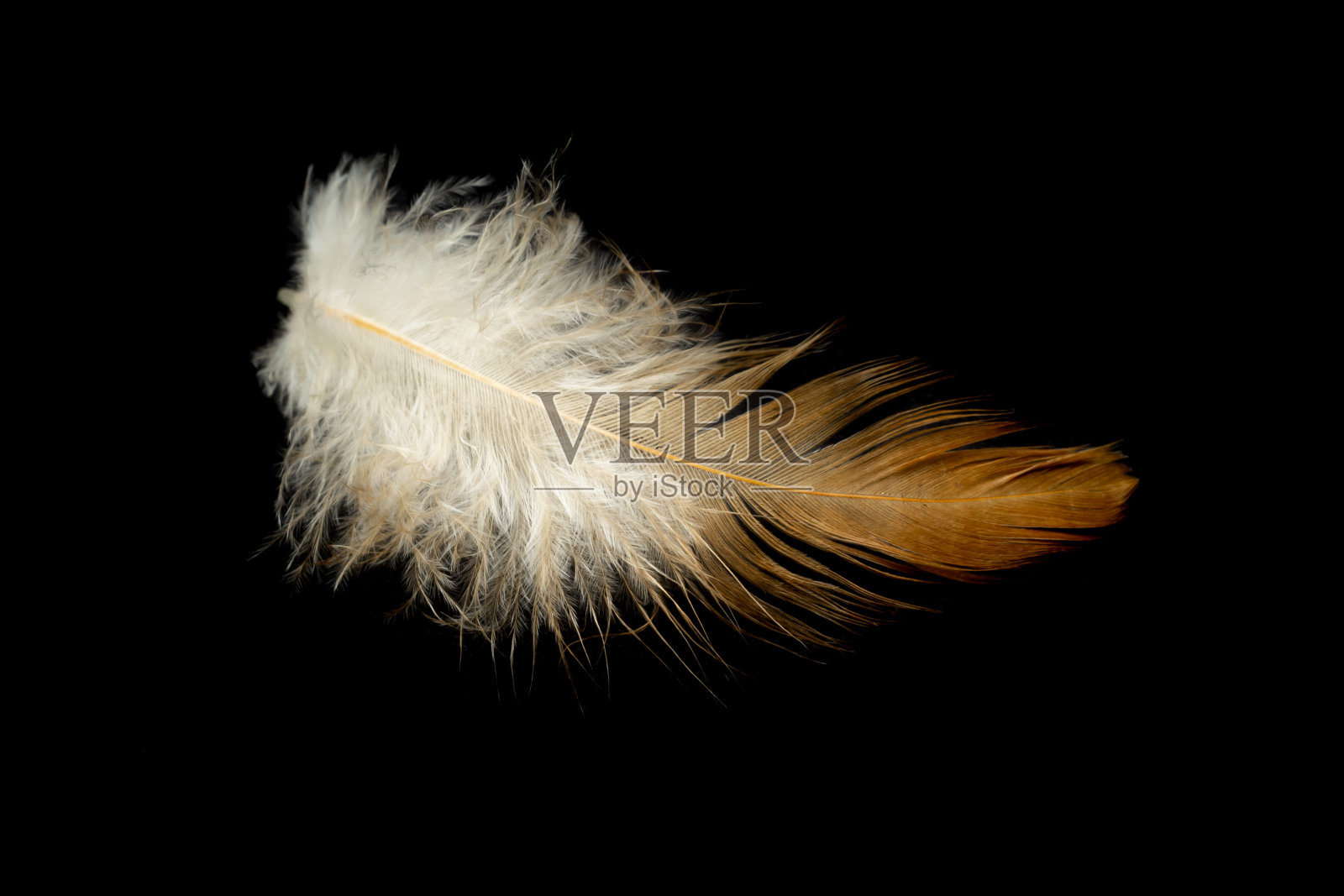 棕色羽毛的母鸡在黑色的背景上照片摄影图片