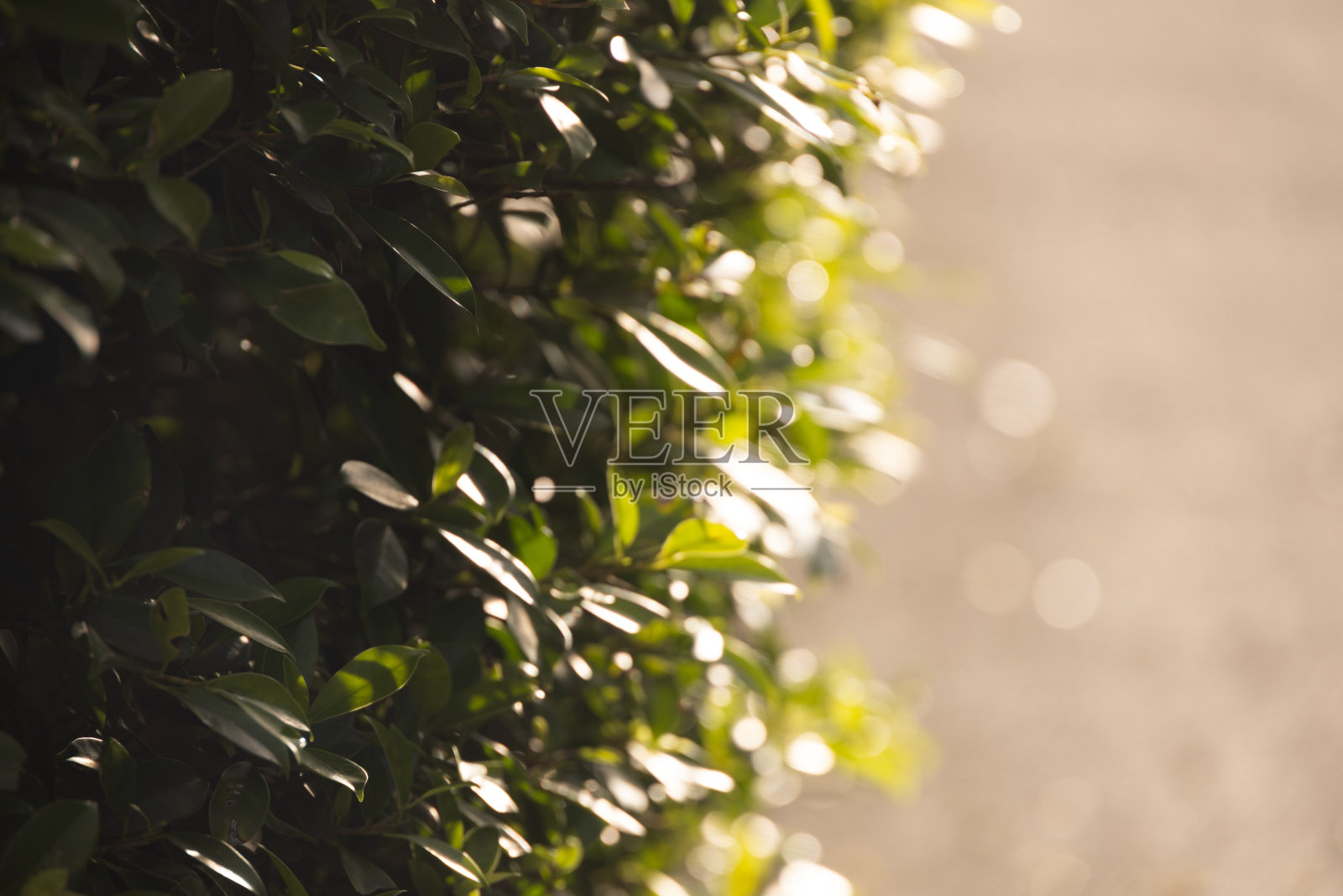 模糊的绿树背景与散景阳光。背景概念为自然的夏季和春季。照片摄影图片