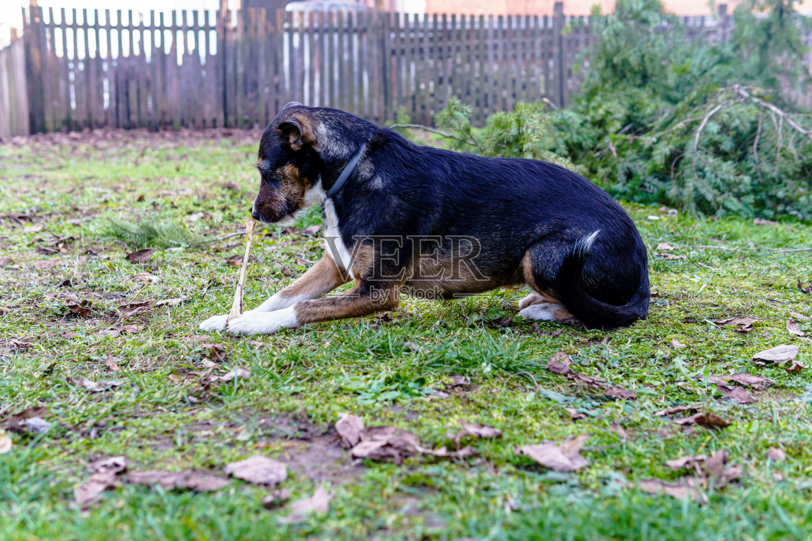 家狗在后院玩耍。照片摄影图片
