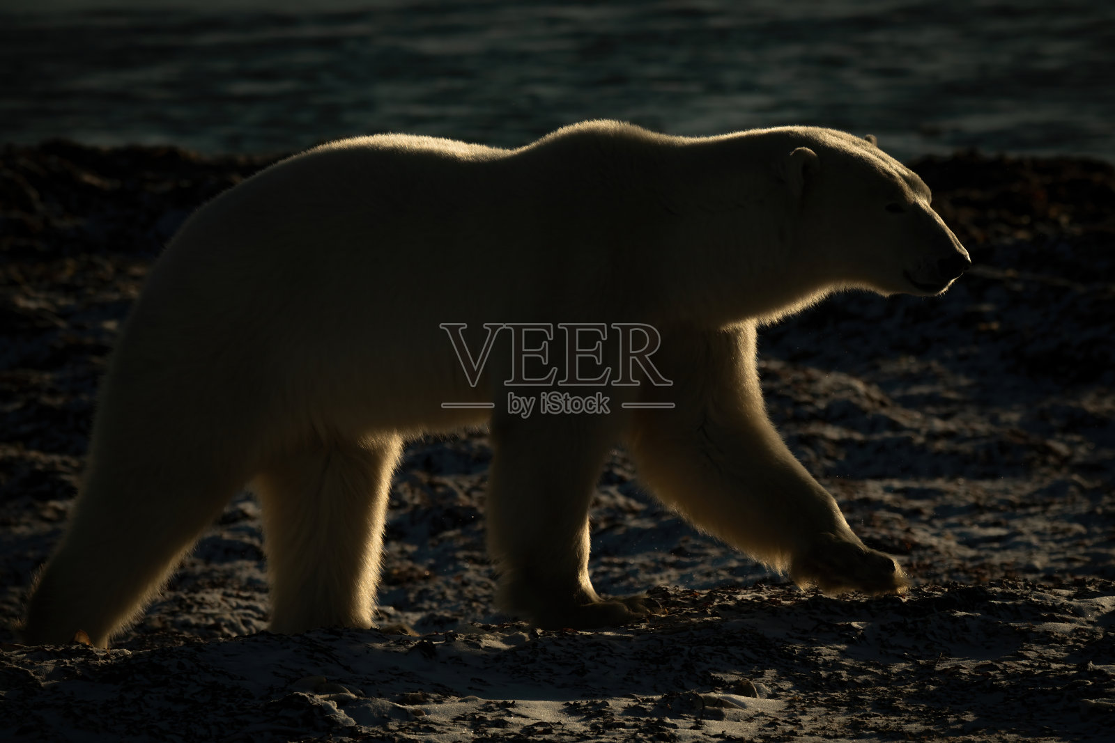 背光的北极熊沿着岩石海岸行走照片摄影图片