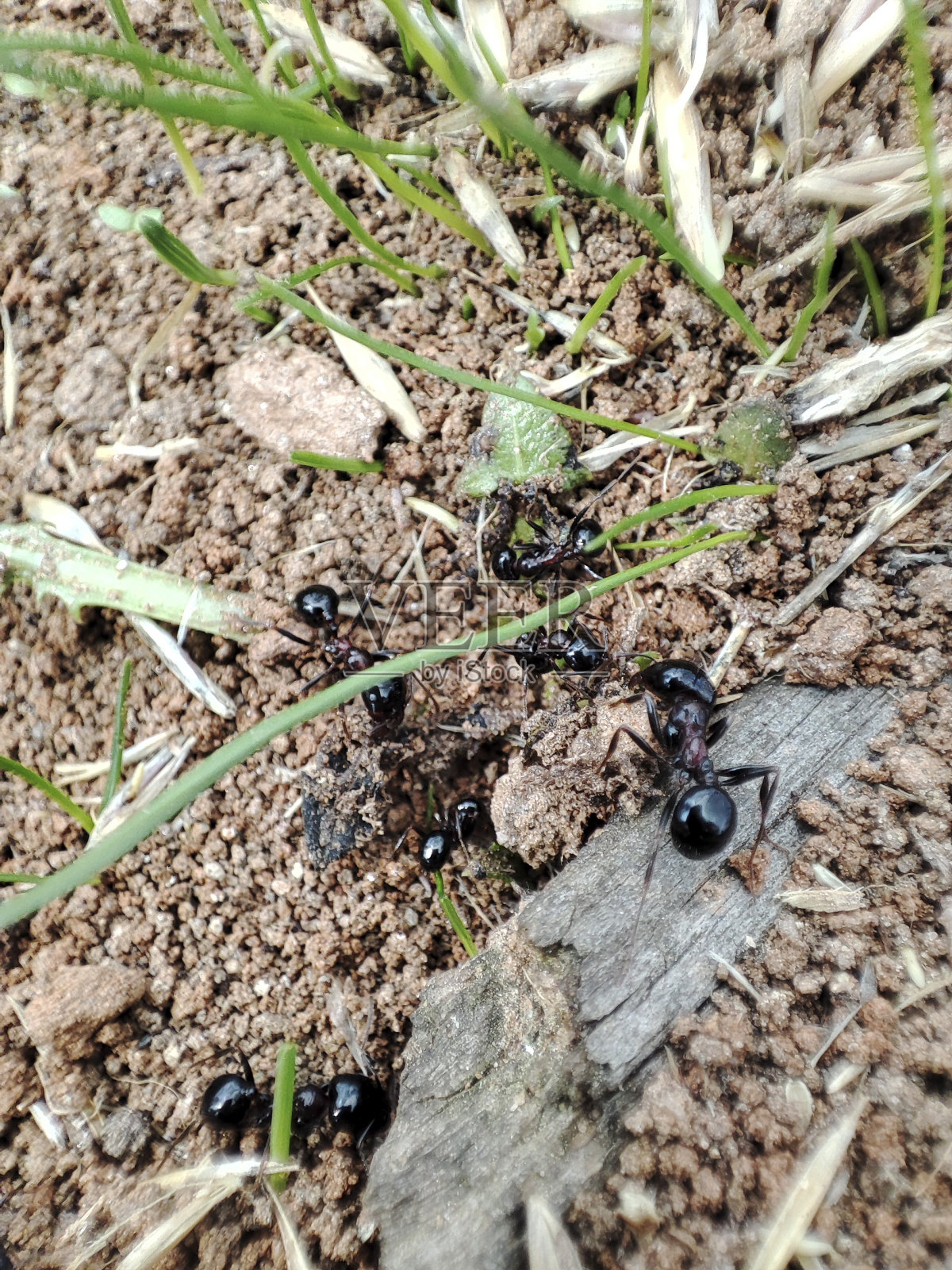 蚂蚁的背景照片摄影图片