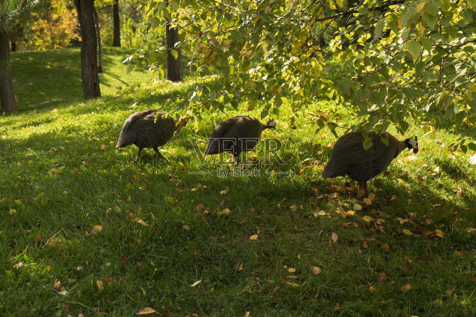 鹅照片摄影图片