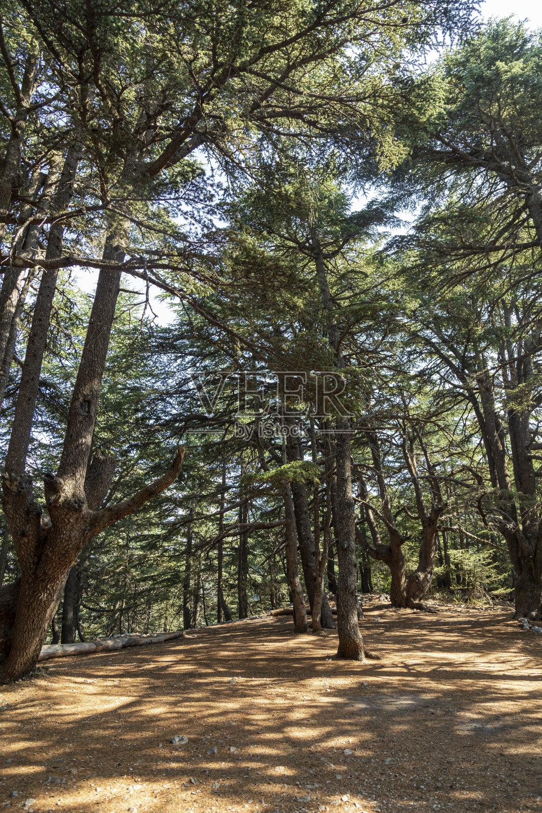 雪松森林照片摄影图片
