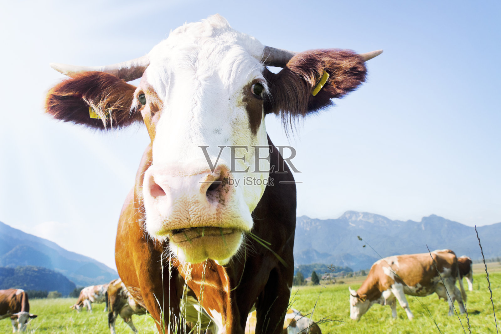 在高山草地上快乐地吃草照片摄影图片