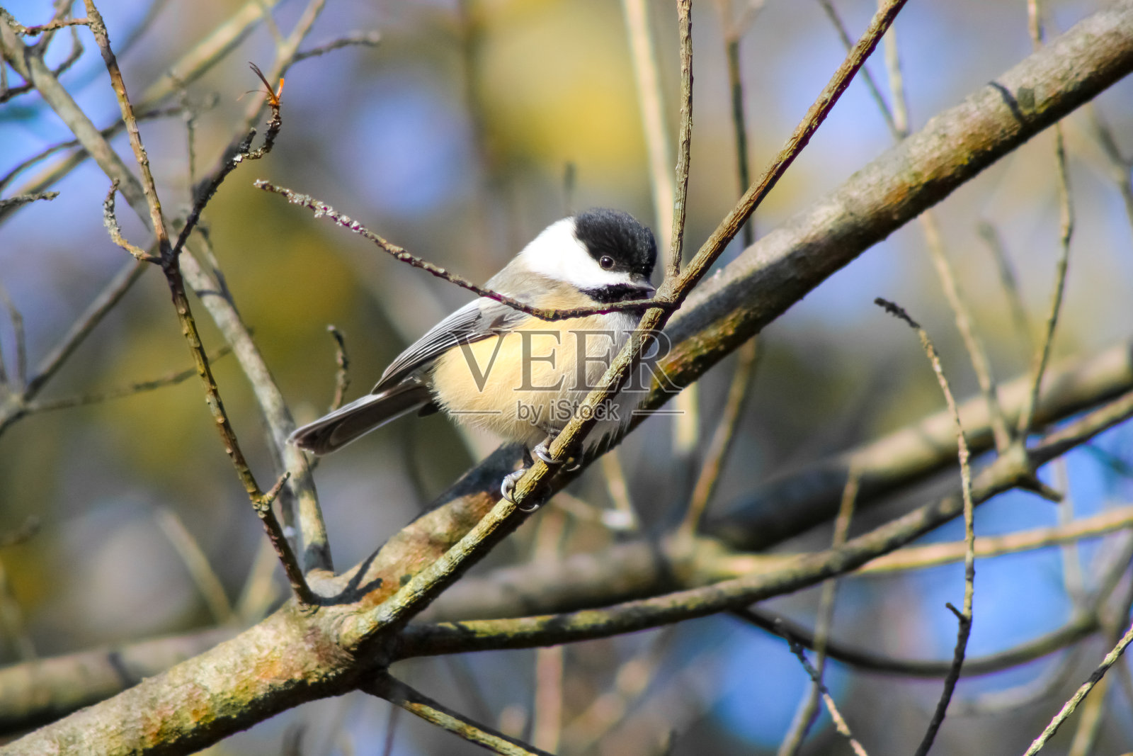 加拿大安大略省多伦多胭脂公园的鸟照片摄影图片