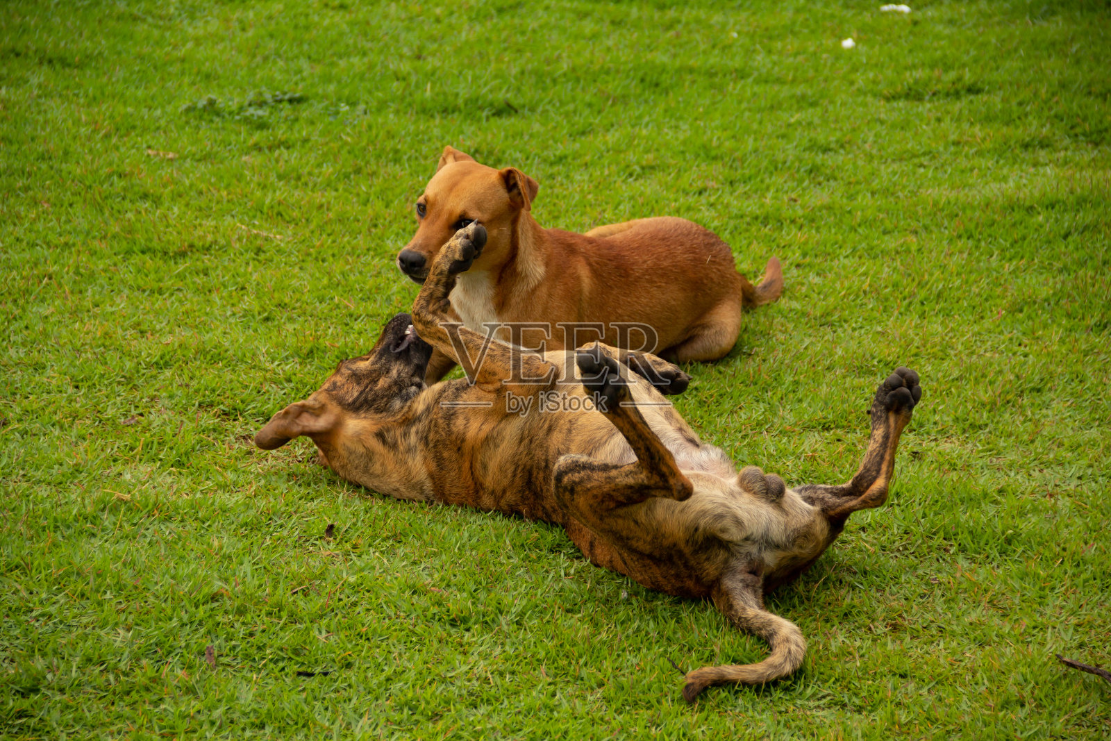 两只狗plaiyng。照片摄影图片