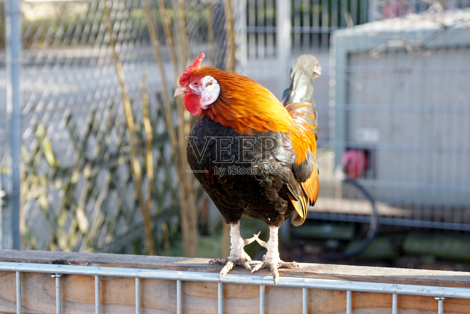 篱笆上的彩色公鸡照片摄影图片