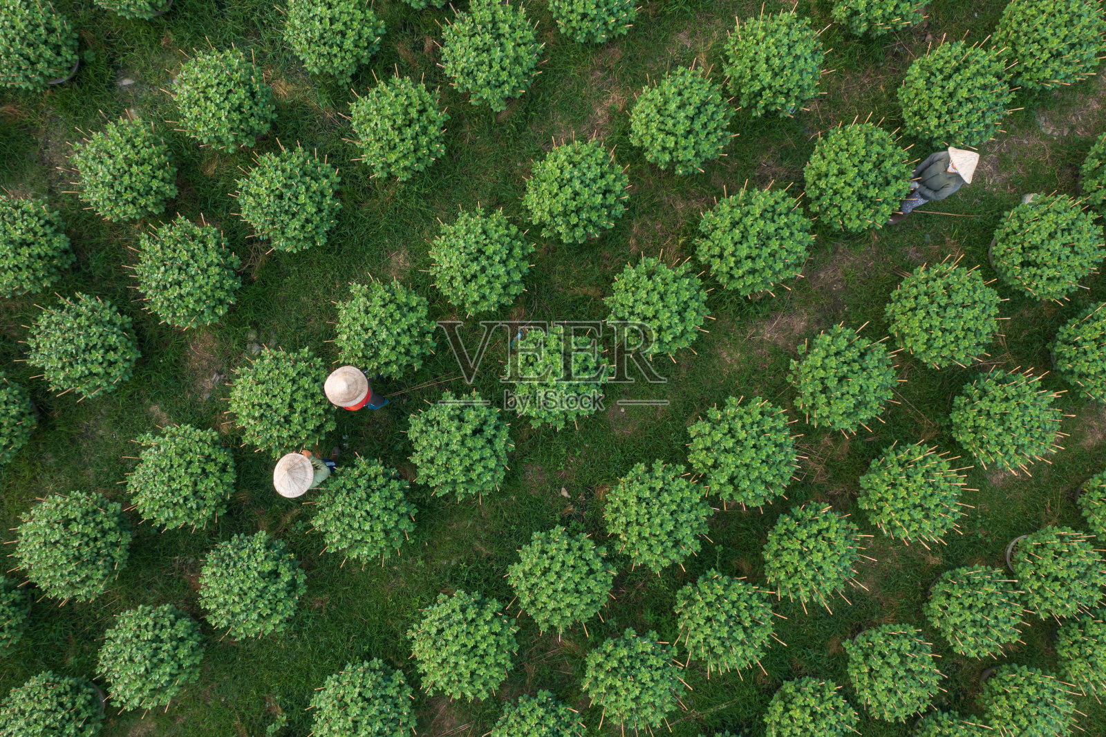 照顾菊花照片摄影图片