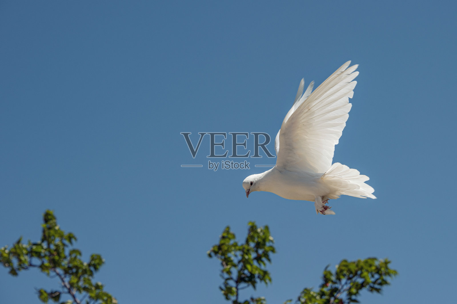 翻滚的白鸽从空中飞过。照片摄影图片