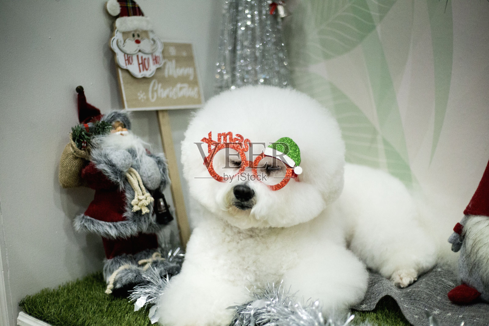 圣诞快乐小狗照片摄影图片