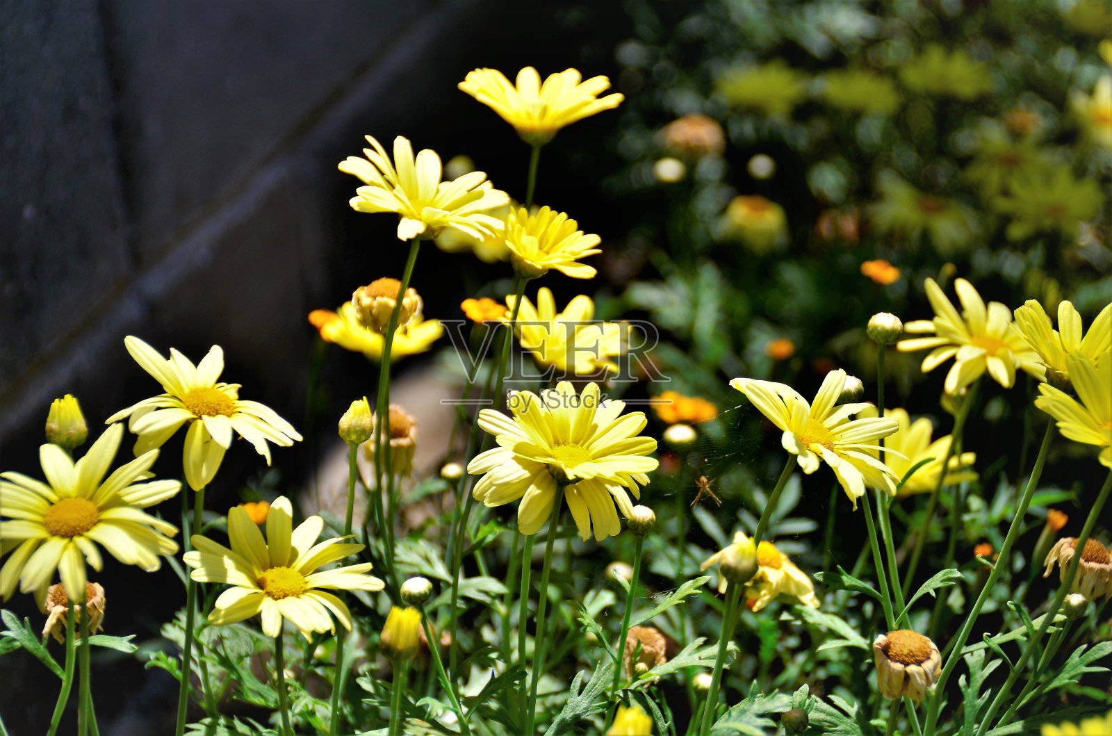 美丽的花来自银桃“紧凑”照片摄影图片