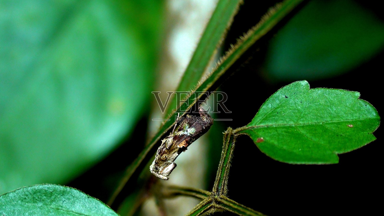 inseto蝴蝶百合照片摄影图片