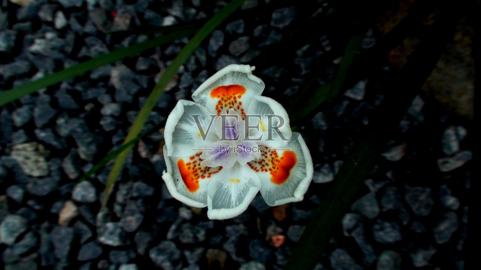 双色植物照片摄影图片