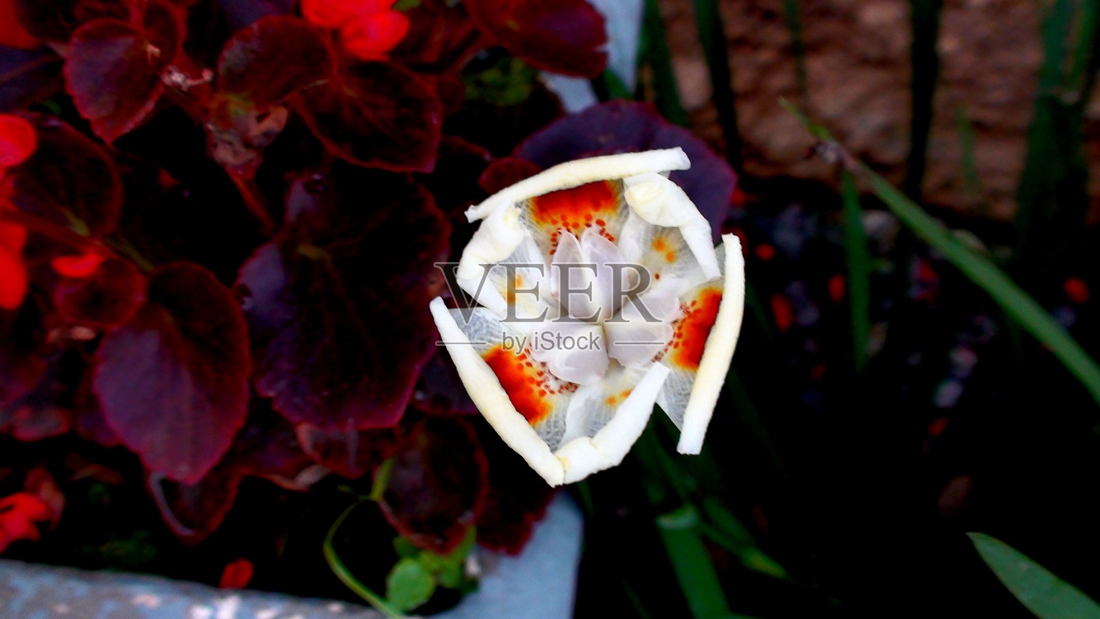 双色植物照片摄影图片