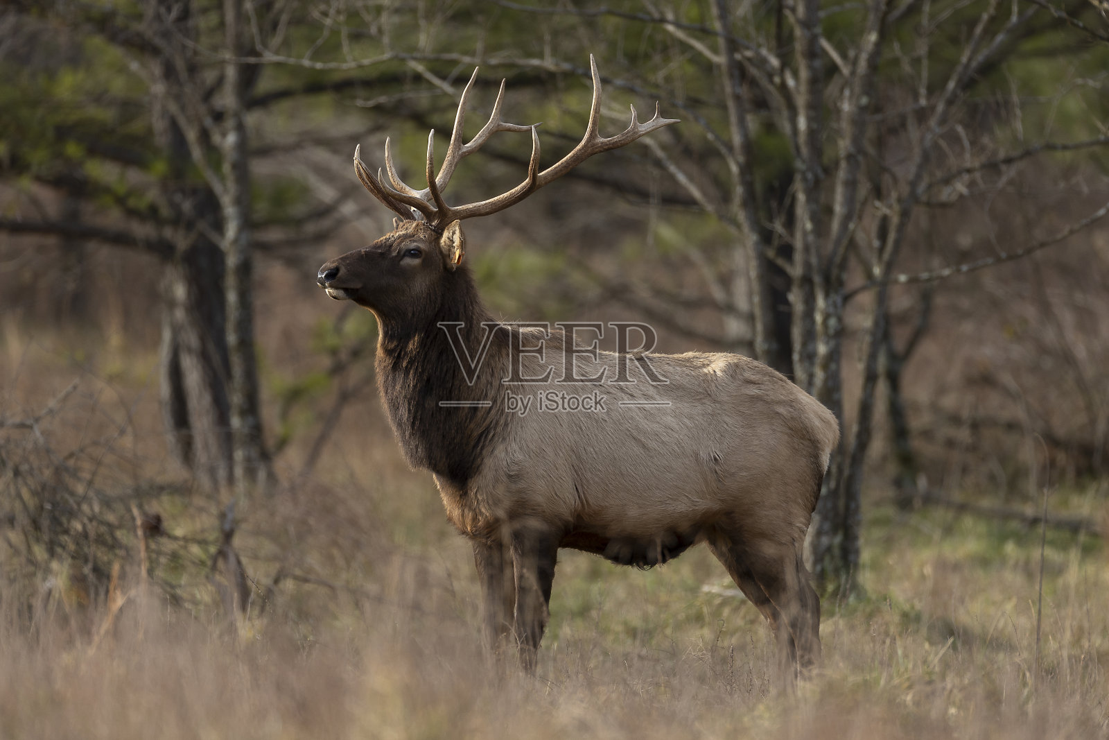 公牛麋鹿照片摄影图片