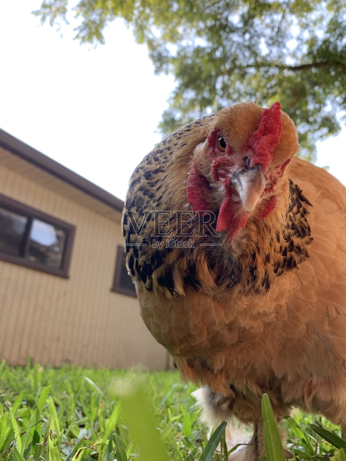 风笛手的问题照片摄影图片