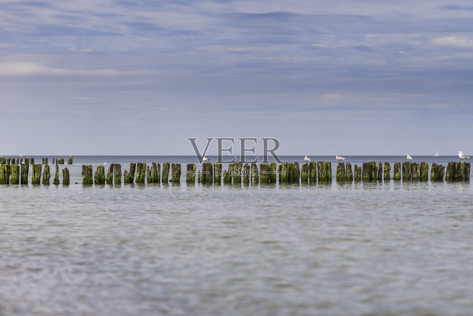 海鸥站在浪闸桩上照片摄影图片