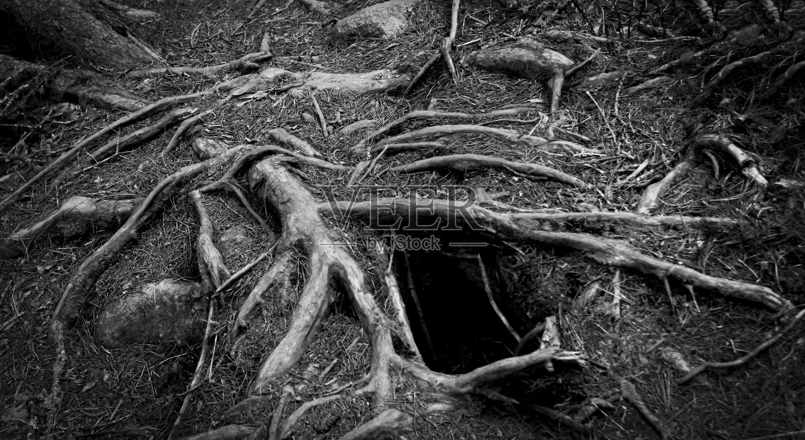 摘要黑白照片的树木照片摄影图片