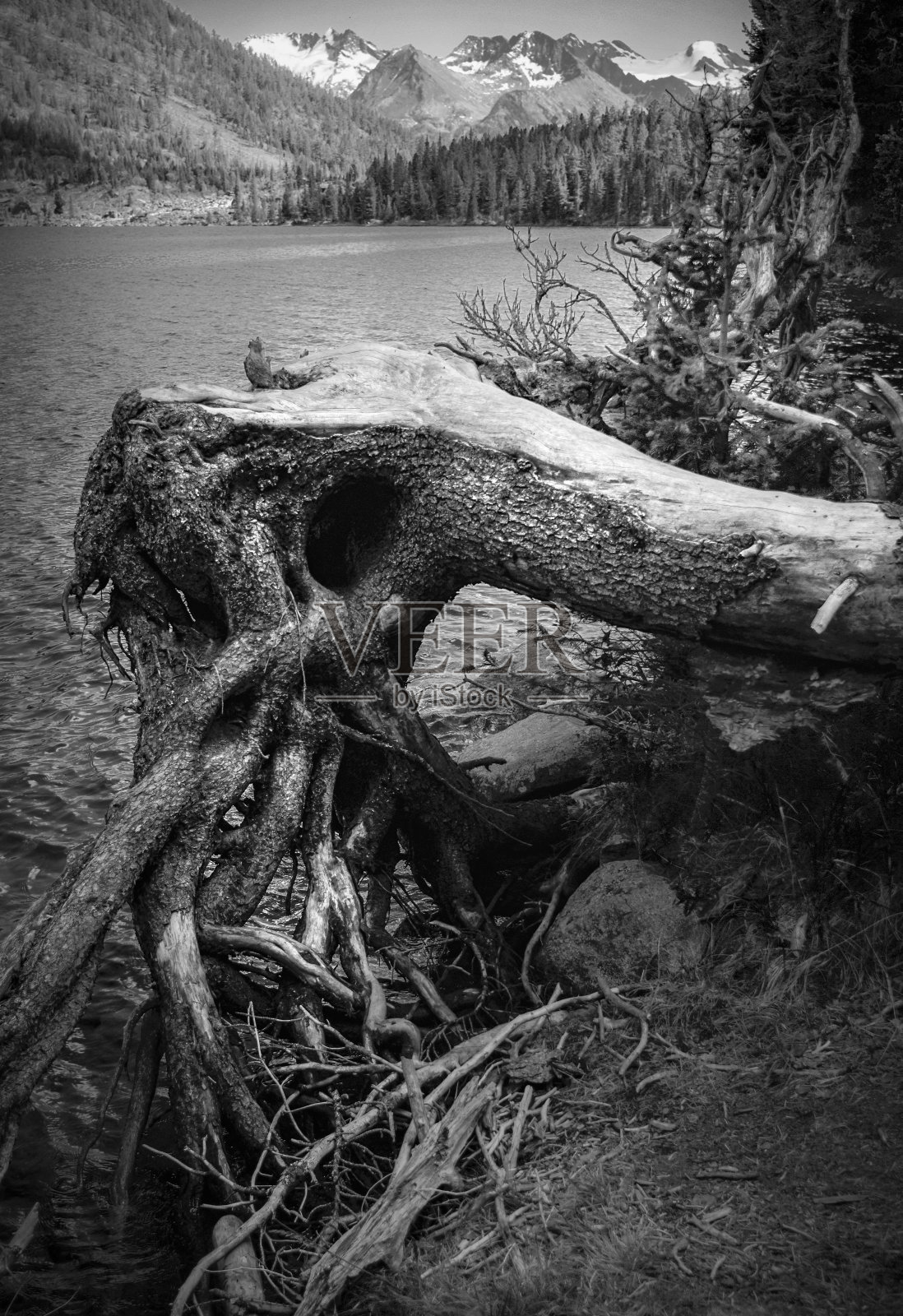 摘要黑白照片的树木照片摄影图片