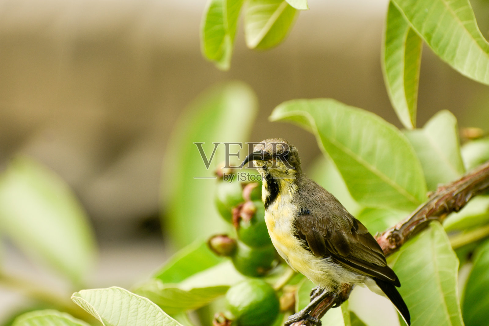 紫臀太阳鸟(zeylonica)照片摄影图片