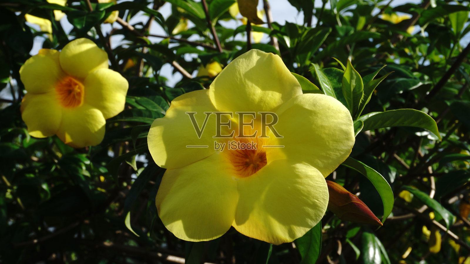 黄蔓cathartica照片摄影图片