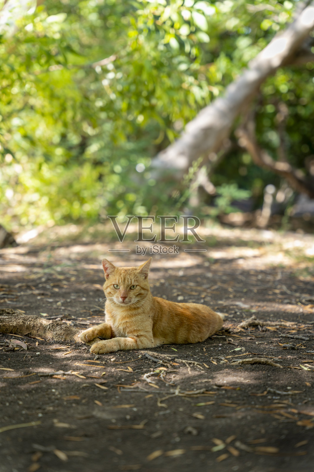 一只在大自然中独自徘徊的猫照片摄影图片