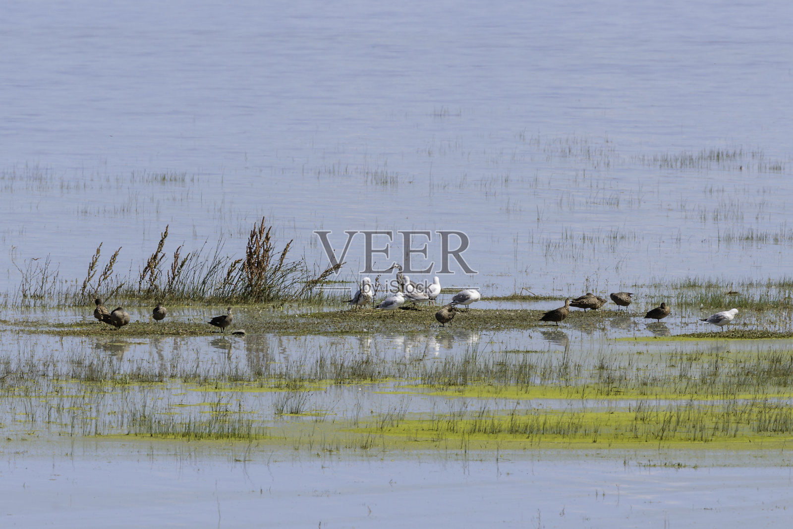 水鸟，乔治湖，新南威尔士，2021年12月照片摄影图片
