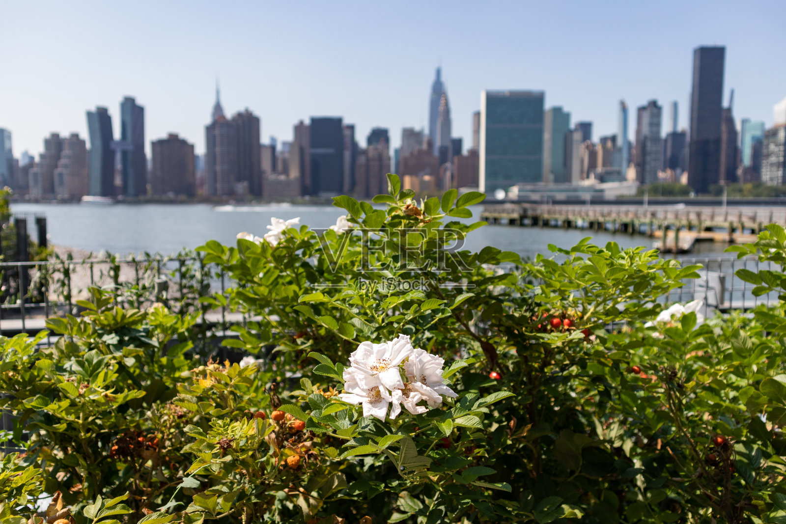 在纽约的夏天，长岛皇后的龙舌兰广场国家公园的白玫瑰与曼哈顿中城天际线的背景照片摄影图片