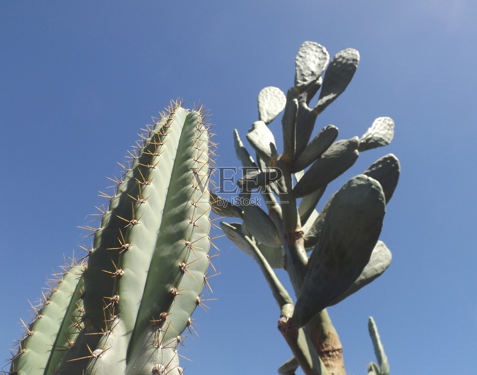 一个多刺的梨，仙人掌的刺与清澈的蓝色天空的背景。照片摄影图片