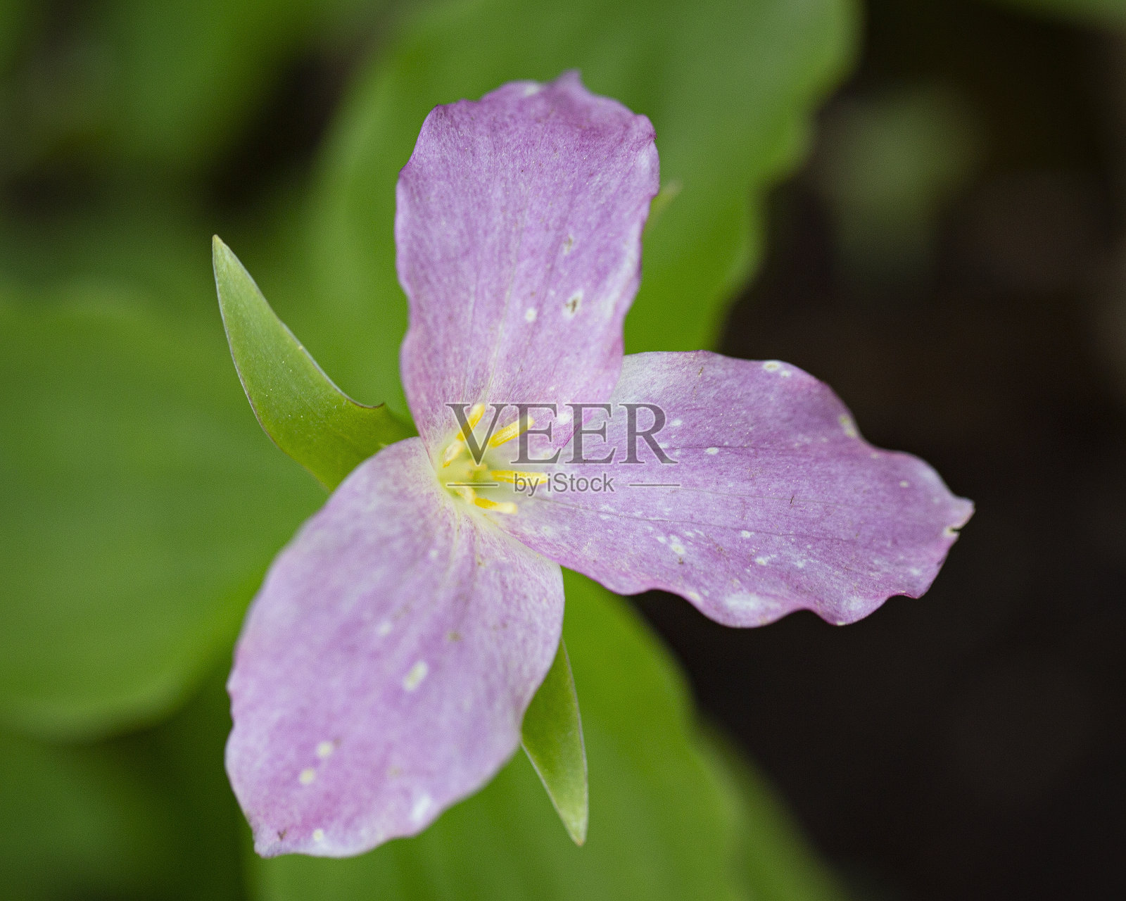 粉色延龄草照片摄影图片