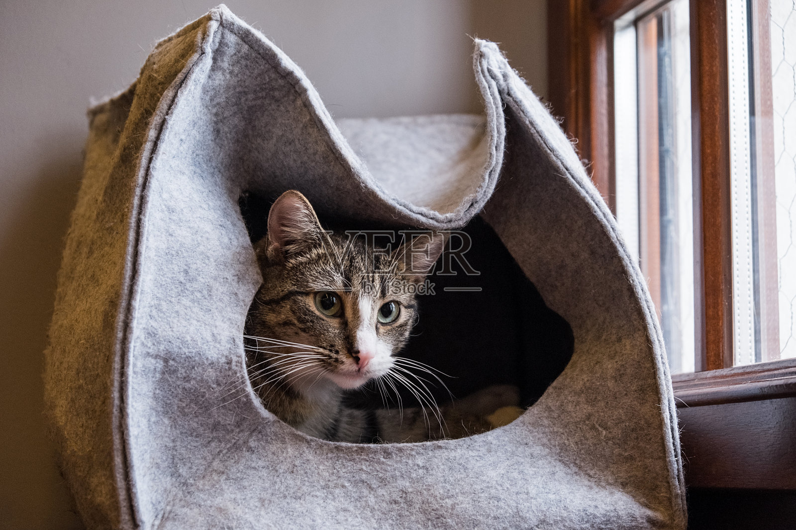 猫躺在他的小房子的窗台上，看着窗外照片摄影图片