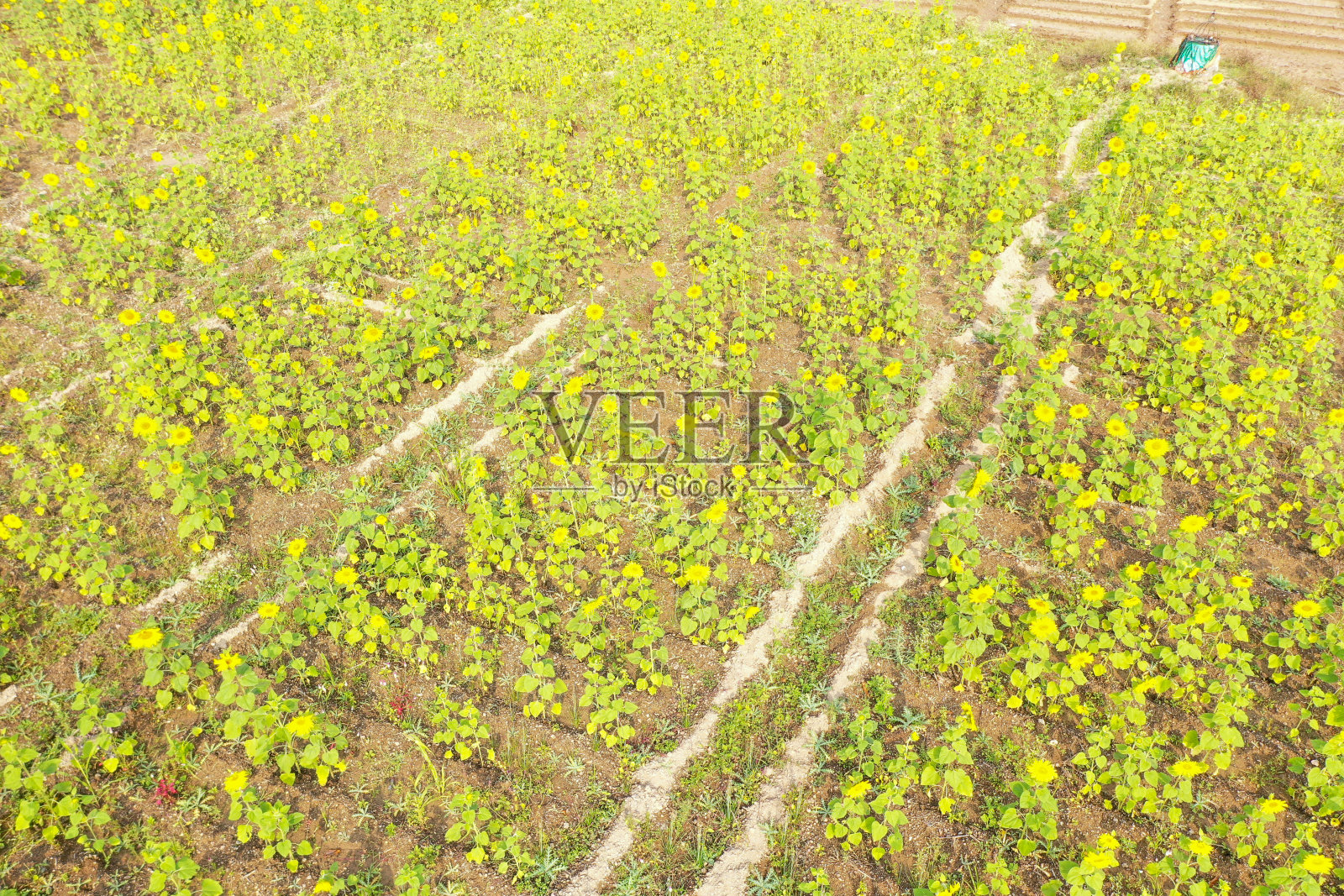 向日葵照片摄影图片