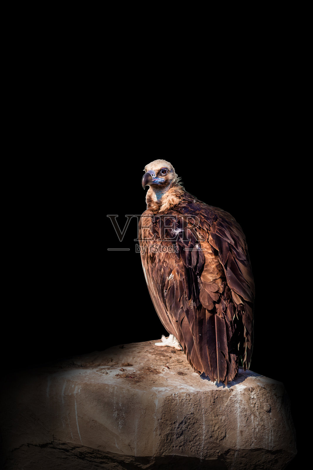 兀鹫，吉普赛人坐在岩石上。肖像。非洲野生世界。在黑色的背景上照片摄影图片