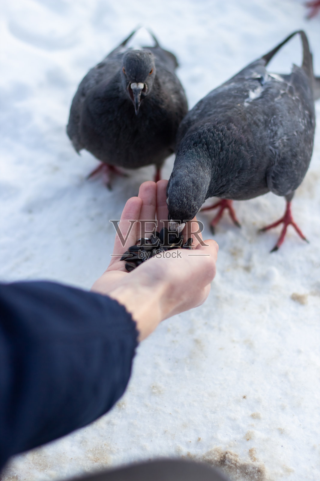 一个人在冬天喂两只鸽子。雪照片摄影图片