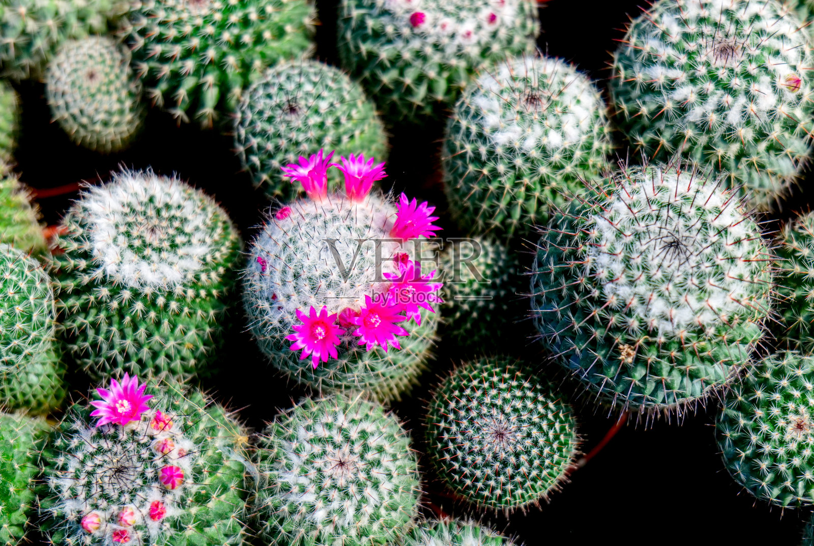 仙人掌花盛开，花葫芦在花园里。照片摄影图片