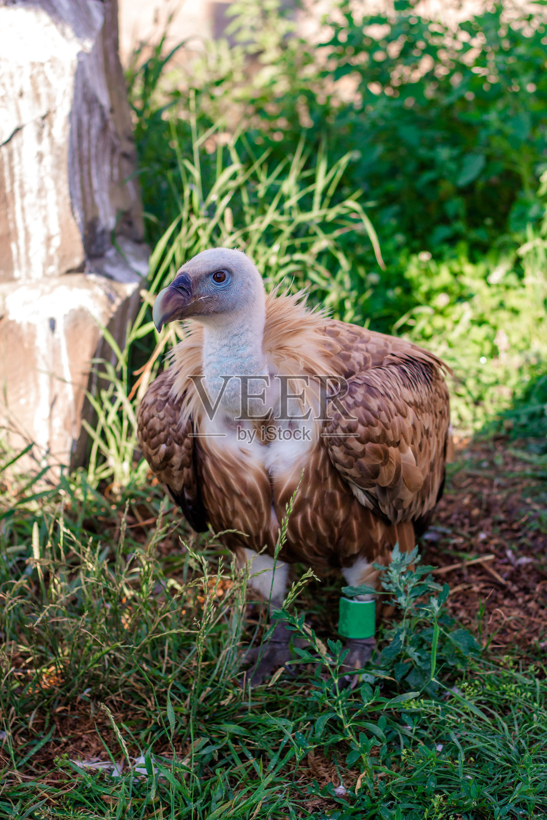 兀鹫坐在山上的草地上。照片摄影图片