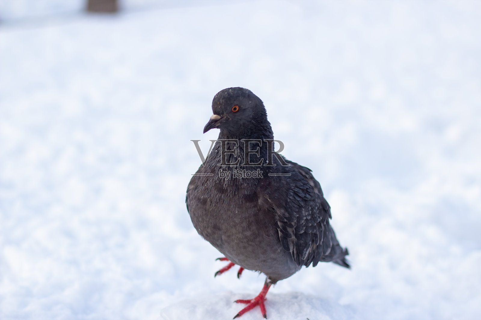 在冬天的雪地里鸽子照片摄影图片