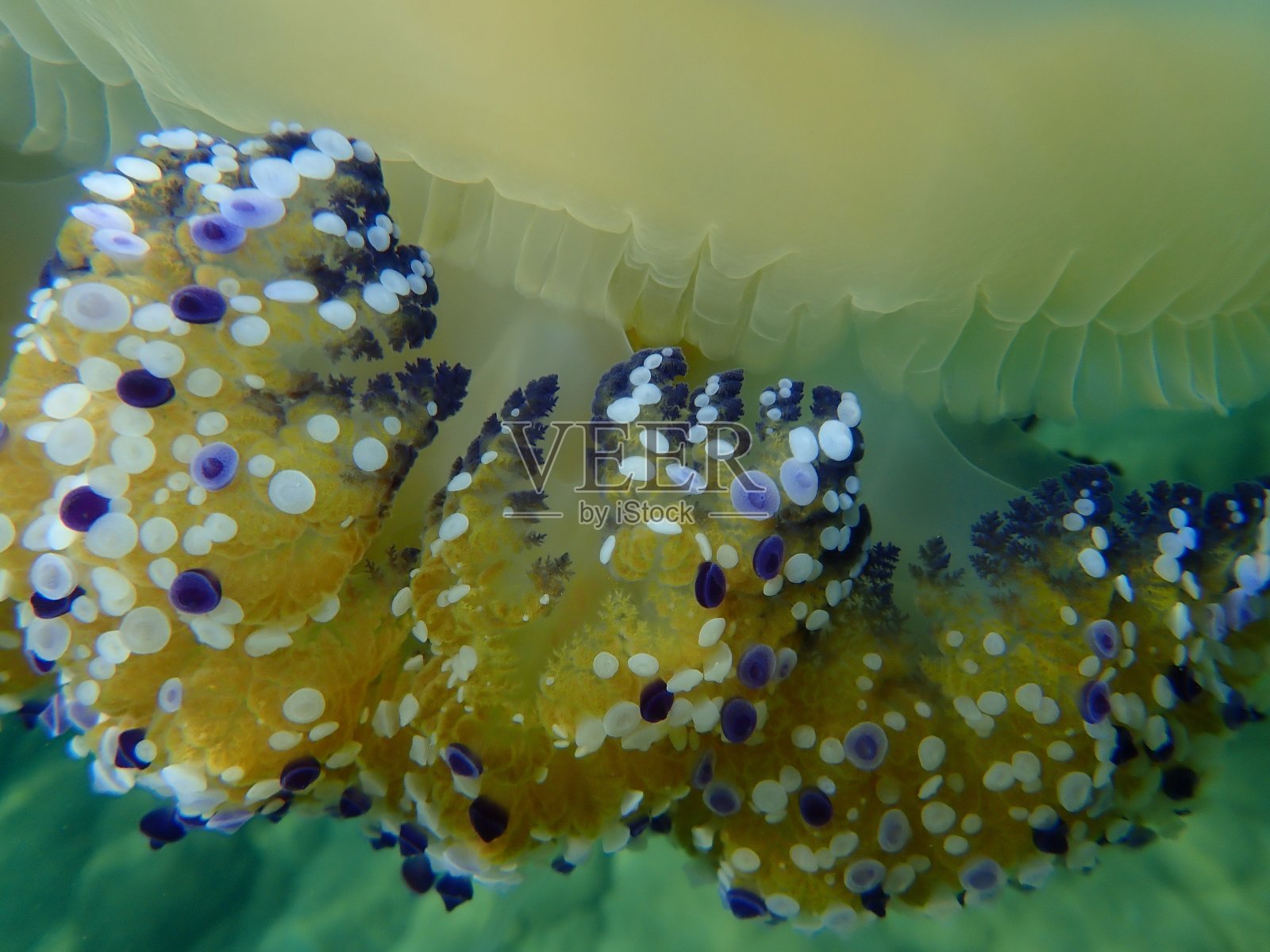 地中海水母或煎蛋水母，地中海水母(Cotylorhiza tuberculata)海底特写镜头照片摄影图片