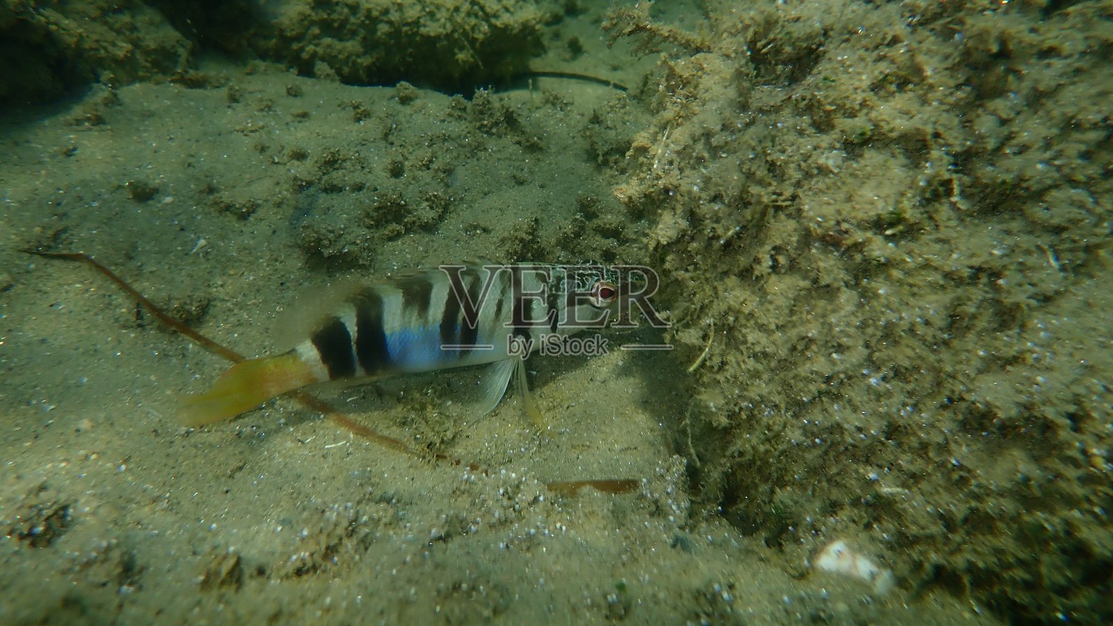 彩绘精梳机(Serranus scriba)海底，爱琴海照片摄影图片