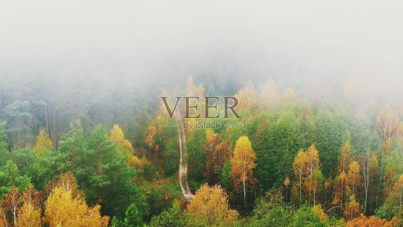 鸟瞰图4K飞行在惊人的雾状森林景观。雾蒙蒙的森林公园里秋日清晨的风景。自然升高视图照片摄影图片