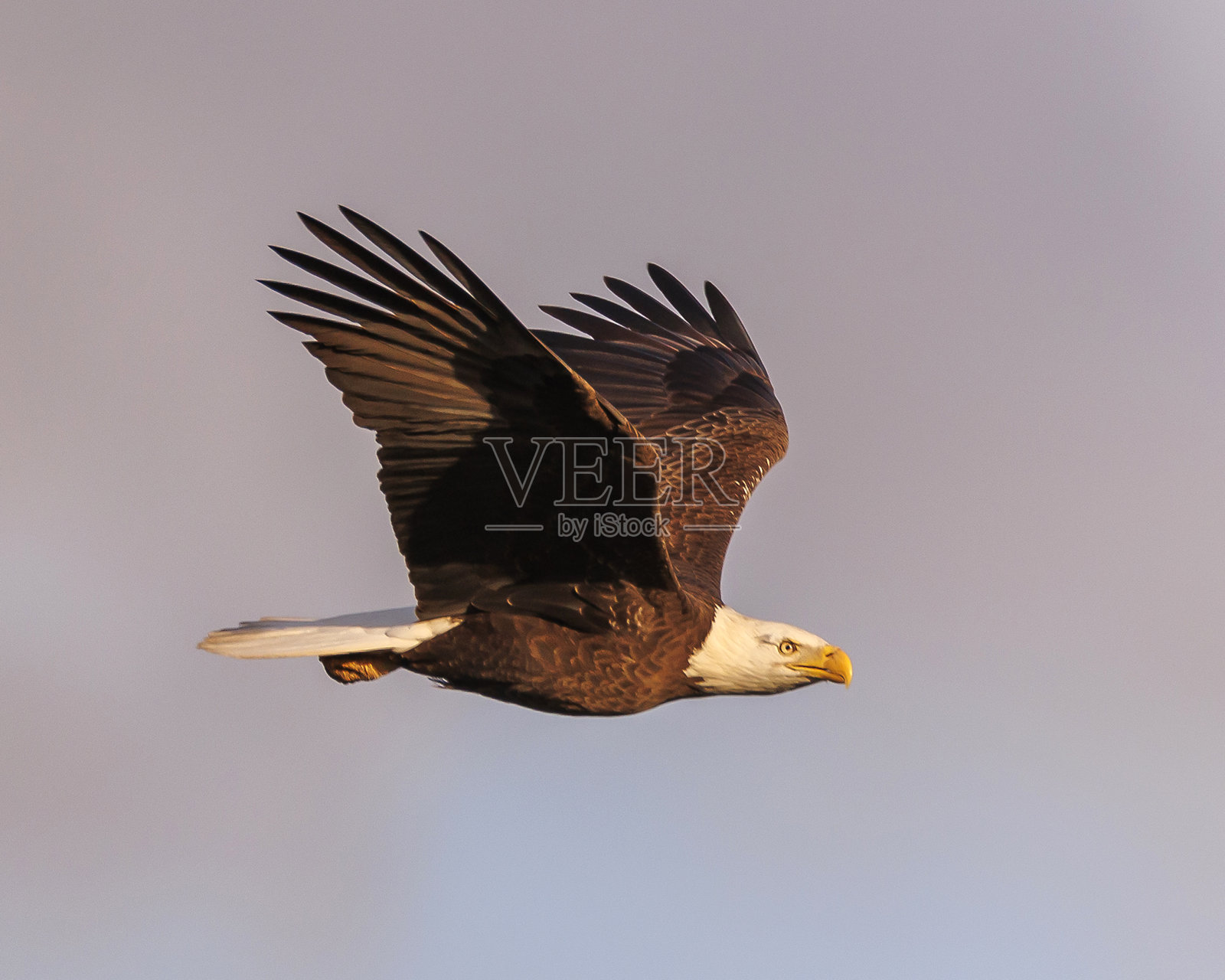 白头海雕照片摄影图片