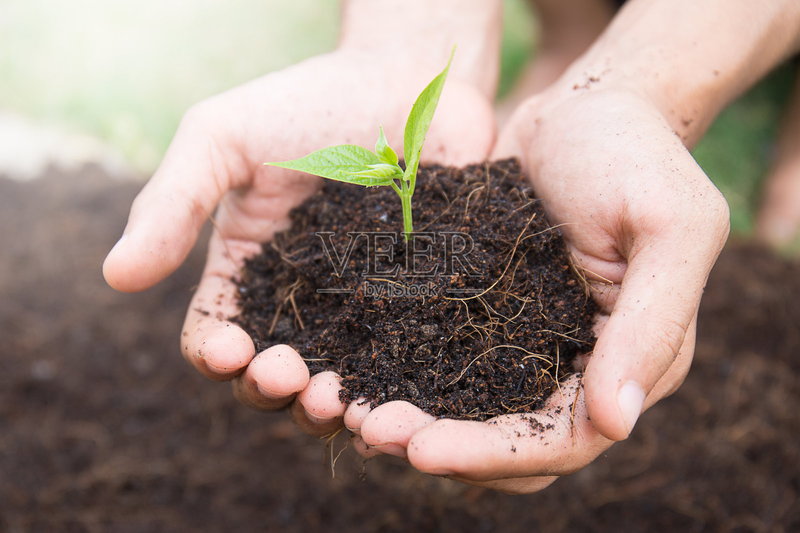 手牵着一棵年轻的绿树(植物)照片摄影图片