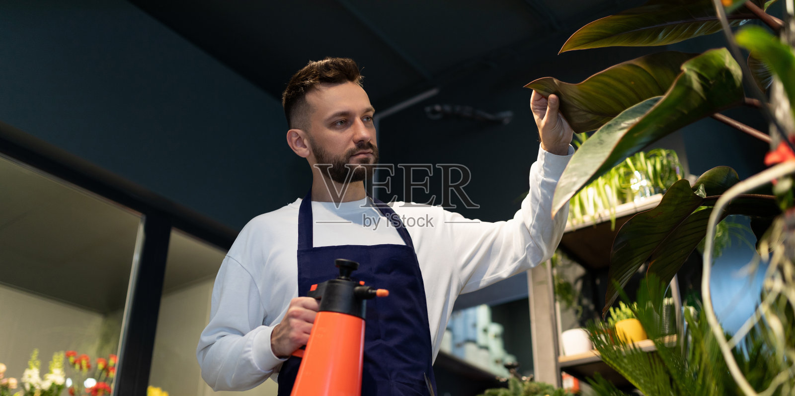 花卉护理专家给盆栽浇水照片摄影图片