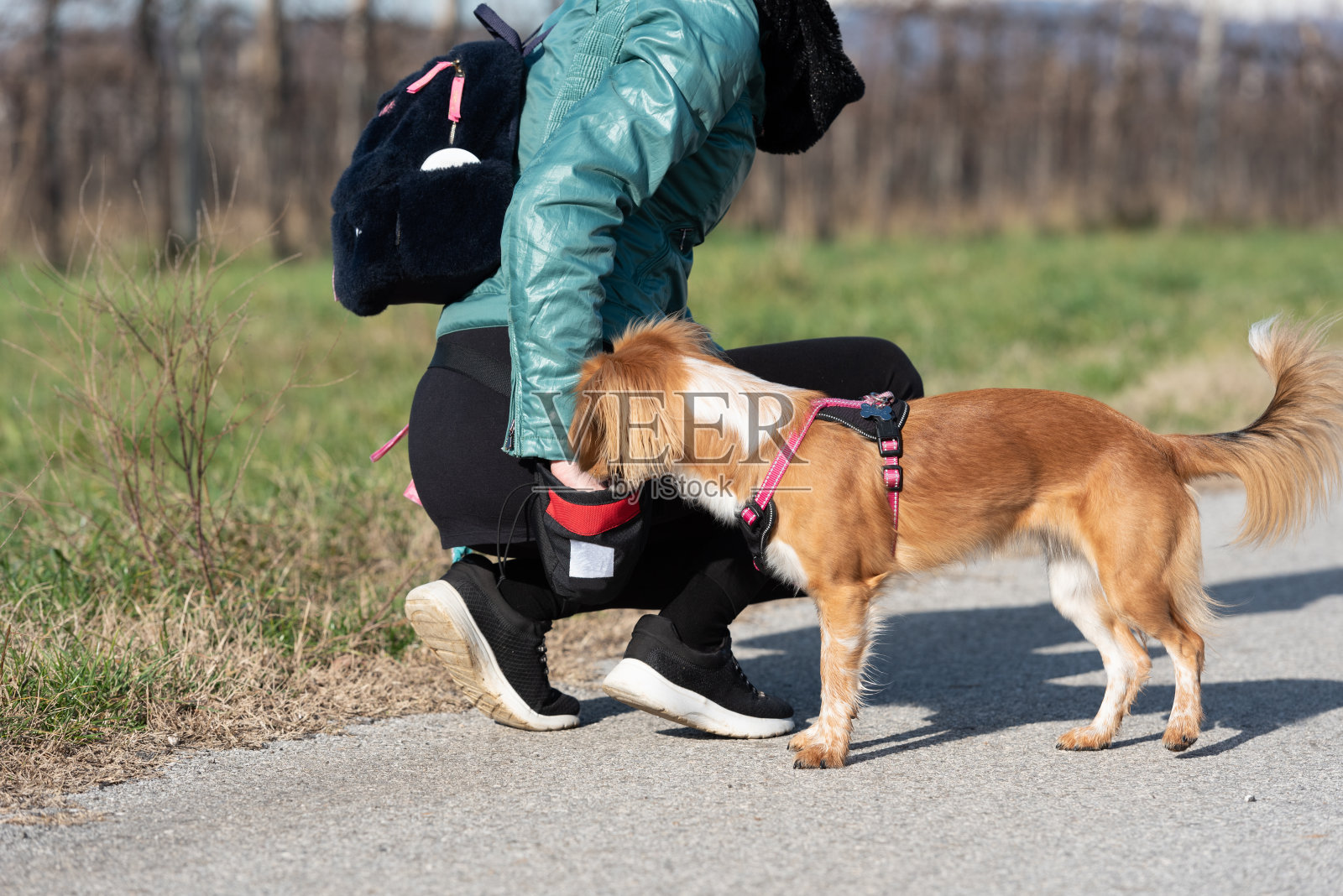在阳光明媚的冬日，一名女子给她的Kooikerhondje狗喂食，训练它照片摄影图片
