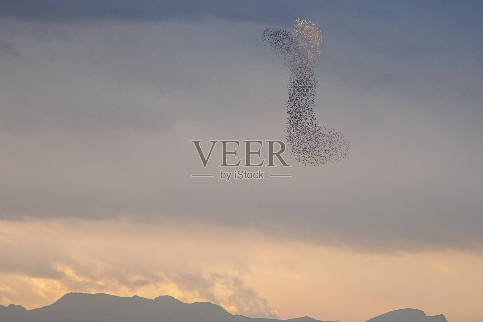 欧掠鸟照片摄影图片