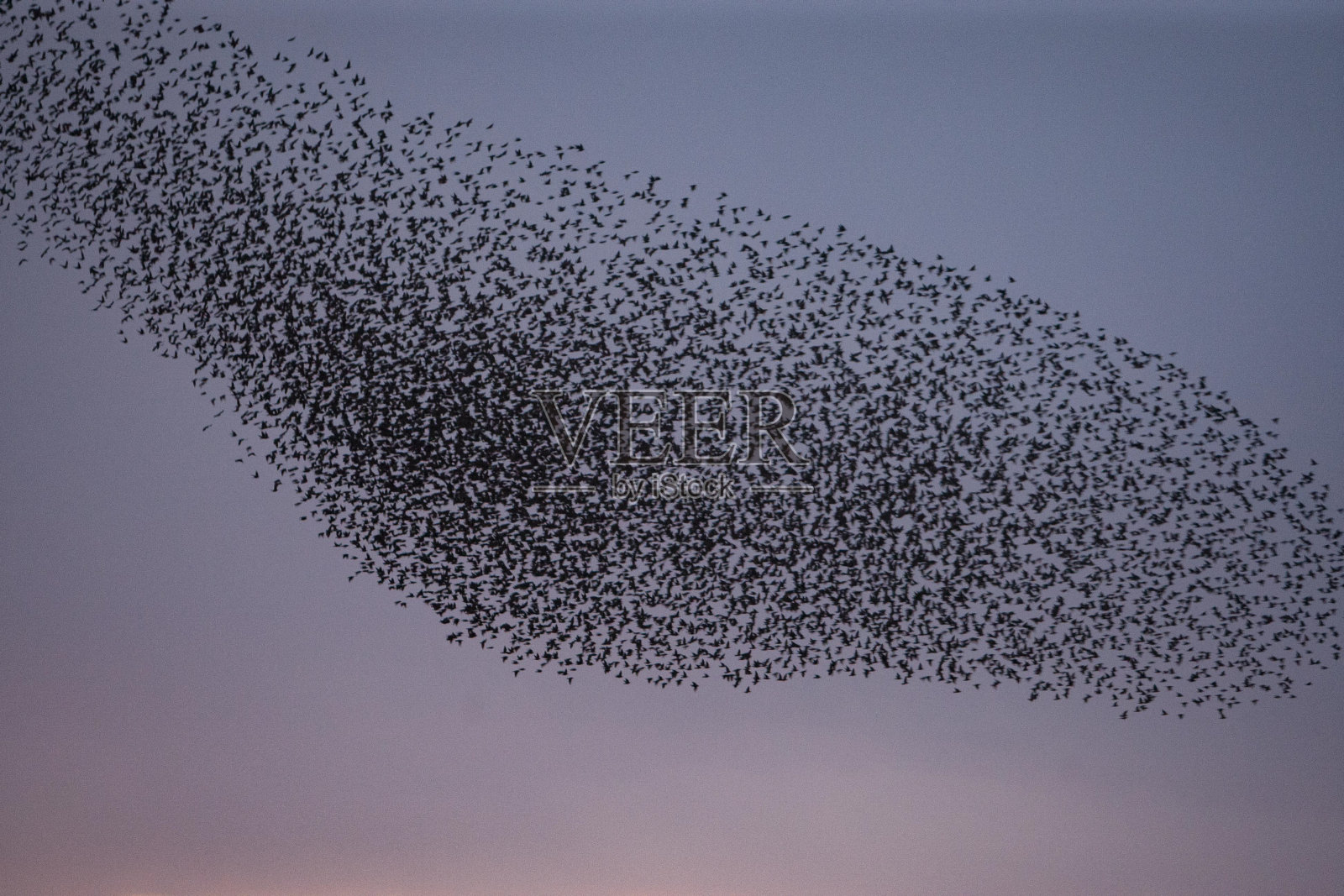 欧掠鸟照片摄影图片