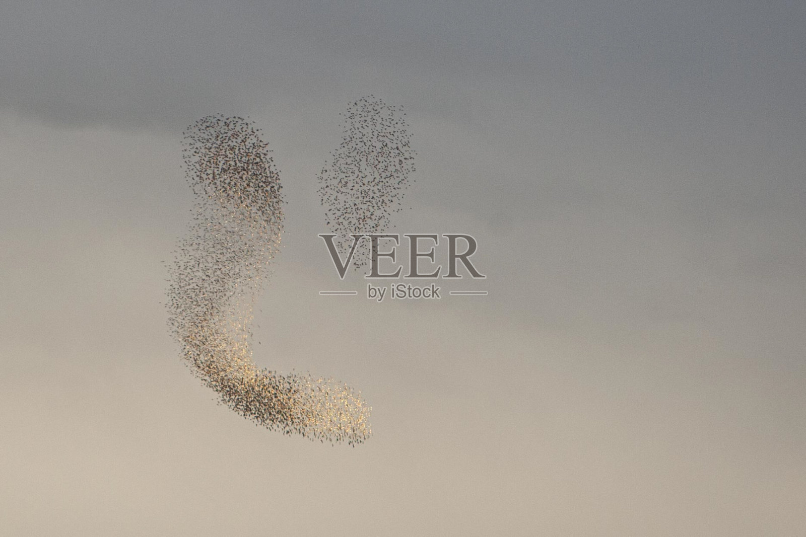 欧掠鸟照片摄影图片