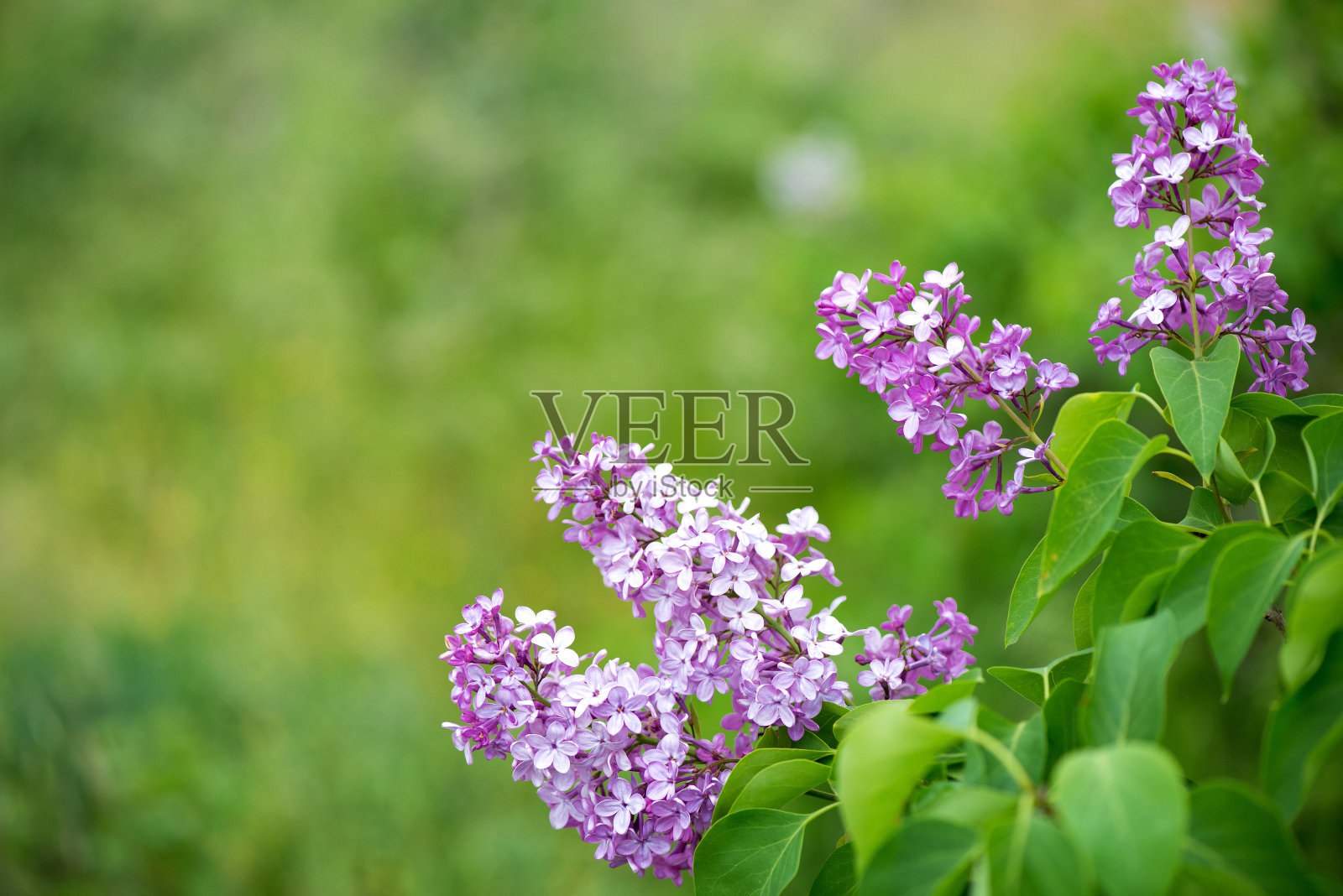 春天盛开的紫丁香的特写——选择性聚焦，为文字留出空间照片摄影图片