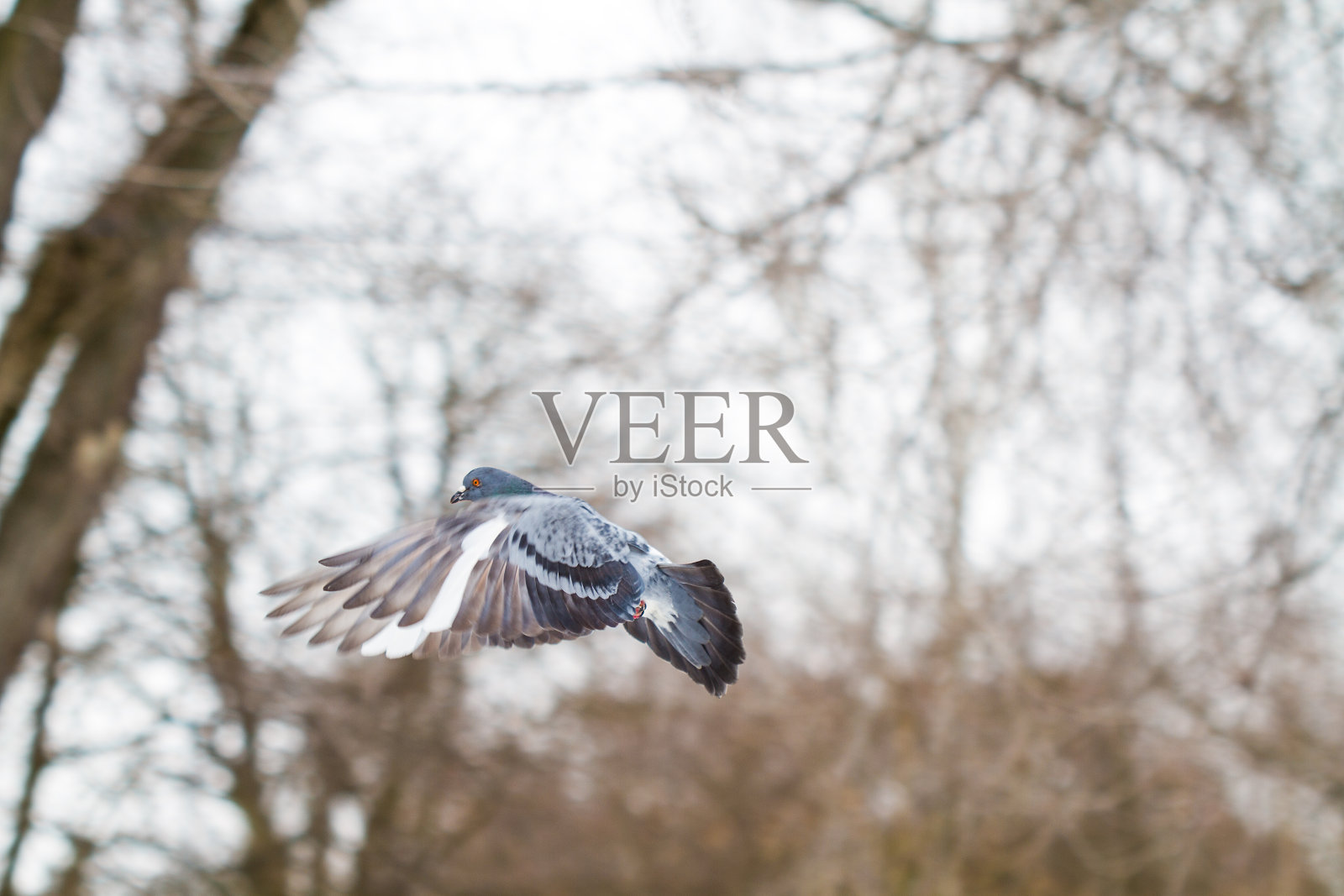 鸽子在飞行。冬天的公园照片摄影图片