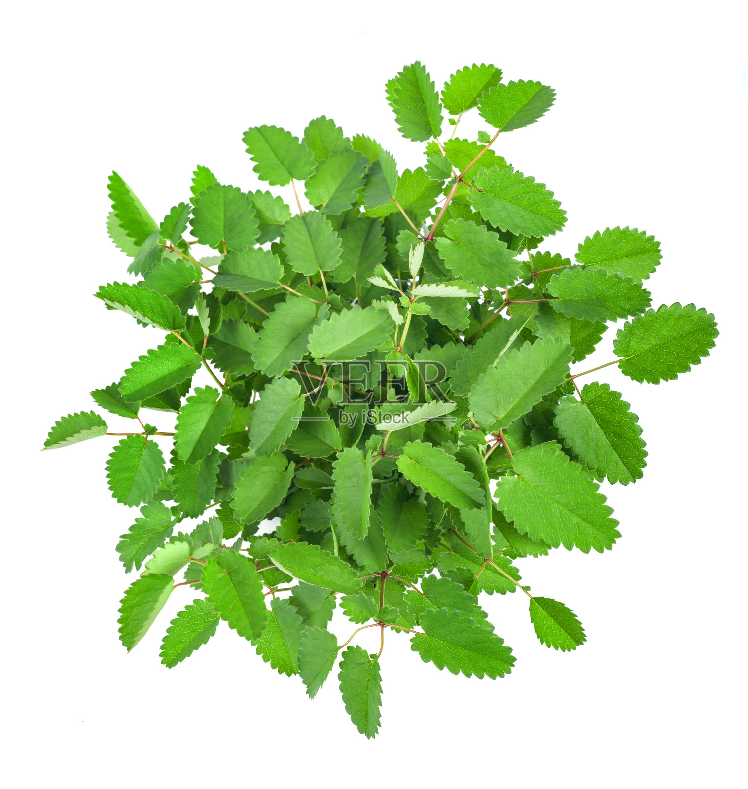 地榆照片摄影图片